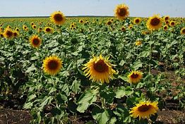 В Пензенской области получили рекордный урожай подсолнечника
