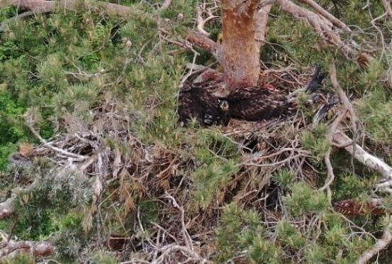 В Пензе обнаружили гнездо орлана-белохвоста 