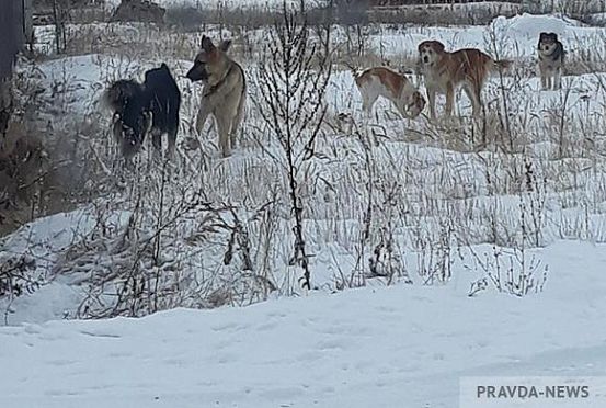 СК проводит проверку по факту нападения собаки на мальчика в Бессоновке 