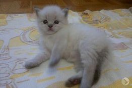 Жительница Бессоновского района «потеряла» 102 тыс. рублей при продаже котят