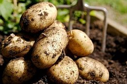 Урок на картофельном поле Урок на картофельном поле
