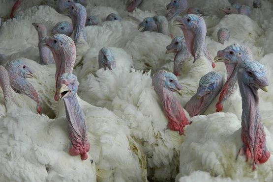Пензенскую область отметили за прирост производства мяса птицы
