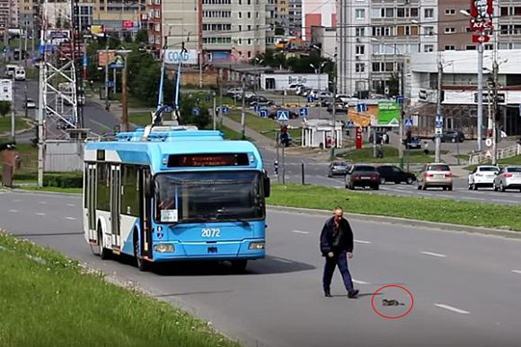 В Пензе водитель троллейбуса убрал с дороги котенка