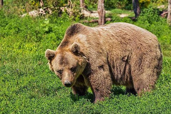 Велосипедисты встретили в лесу медведя недалеко от Пензы