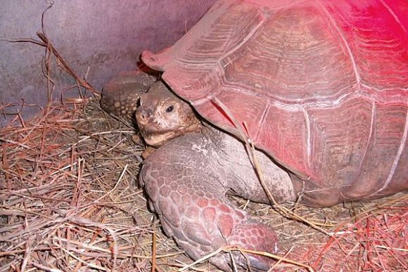 В пензенском зоопарке пара черепах готовится к появлению потомства