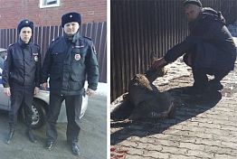 В Кузнецке полицейские спасли косулю от бродячих собак В Кузнецке полицейские спасли косулю от бродячих собак
