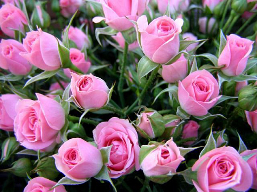 В тепличном комплексе Наровчата посадят 20 тыс. роз