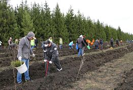 В регионе стартует Всероссийская акция «Сохраним лес» В регионе стартует Всероссийская акция «Сохраним лес»