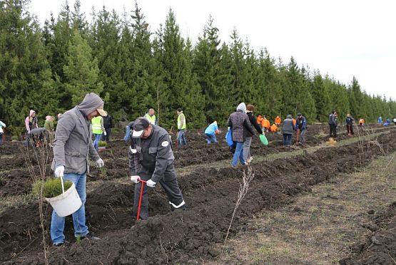 В регионе стартует Всероссийская акция «Сохраним лес»