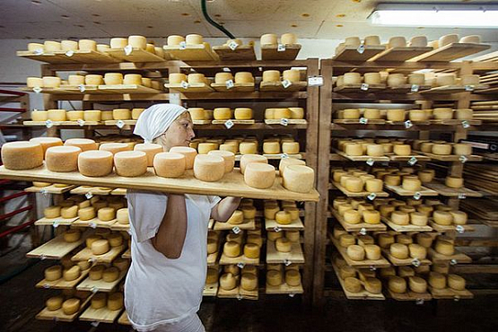 В Пензенской области освоили производство сыров «Камамбер», «Маскарпоне», «Бри»