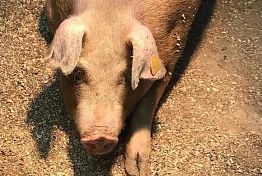 Пенза: Самая известная хрюшка страны вновь стала мамой Пенза: Самая известная хрюшка страны вновь стала мамой