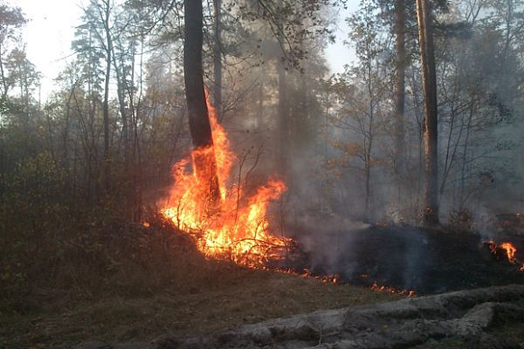 В Пензенской области зафиксирован лесной пожар