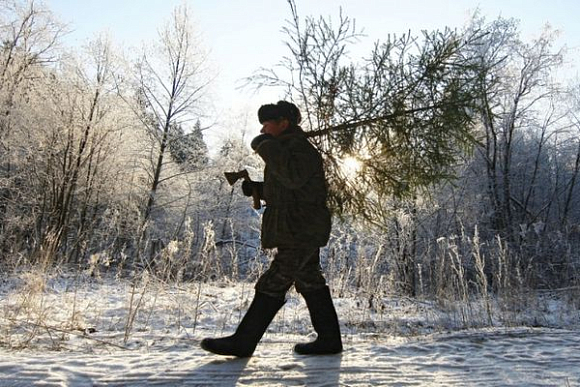 В Пензенской области задержаны «елочные браконьеры»