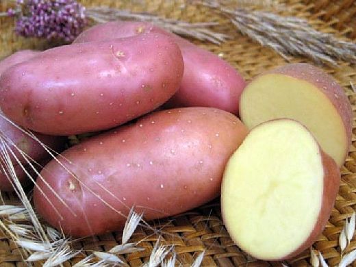 В Кузнецком районе украли 227 кг картофеля