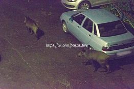 Гулявшие по центру Пензы кабаны отстали от матери — Минлесхоз Гулявшие по центру Пензы кабаны отстали от матери — Минлесхоз
