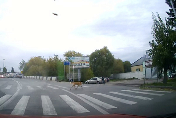 Пензенцы умиляются видео с собакой-пешеходом