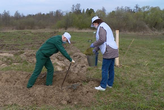 В Пензенской области высадят 40 тысяч деревьев