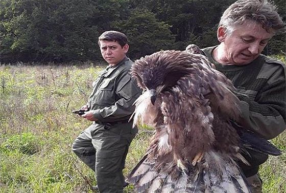 Под Пензой спасли от смерти птенца орлана-белохвоста