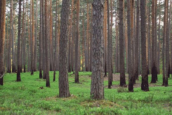 В Пензенской области ввели ограничение на посещение лесов