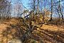 Дерево насмерть раздавило мужчину, Фото penza.sledcom.ru