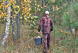 Пензенцы заметили гуляющего возле дороги шакала