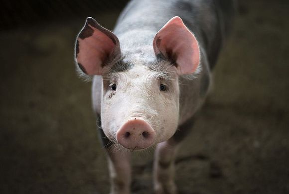 В Бессоновском районе воришки умыкнули 35 кг мяса «пятачков»