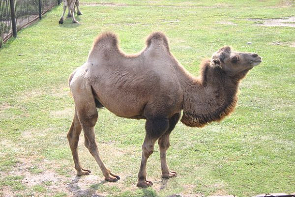 В зоопарке Пензы устроят показательное кормление верблюдов