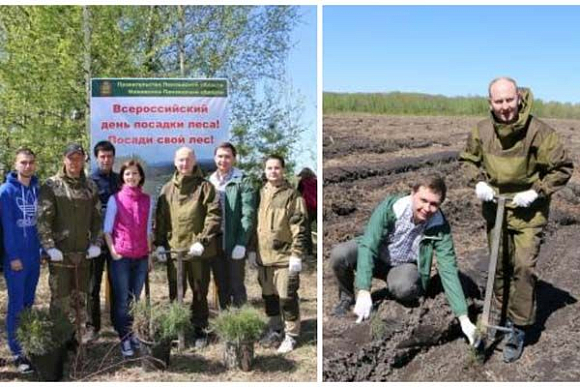 В Пензенской области на месте лесного пожара высадили 50 тыс. сосен