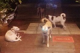 Пензячка призывает горожан убирать за своими собаками