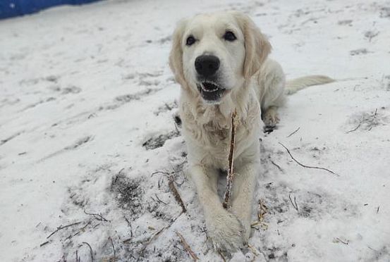 Новый год к нам мчится: В Пензе собака Хэппи стала звездой соцсетей
