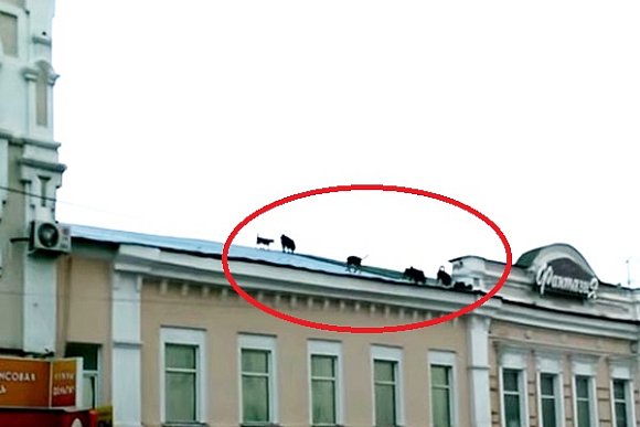 Пензенские депутаты не хотят, чтобы собаки на крыше попали на ТВ