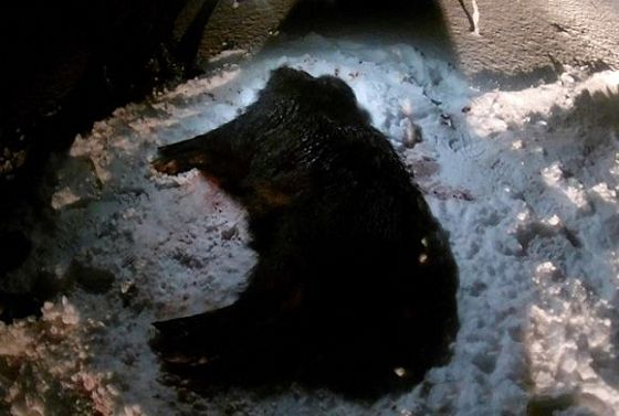 В Иссе возбуждено уголовное дело по факту массового отстрела кабанов