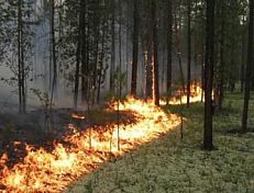 Лето в Пензенской области будет засушливым