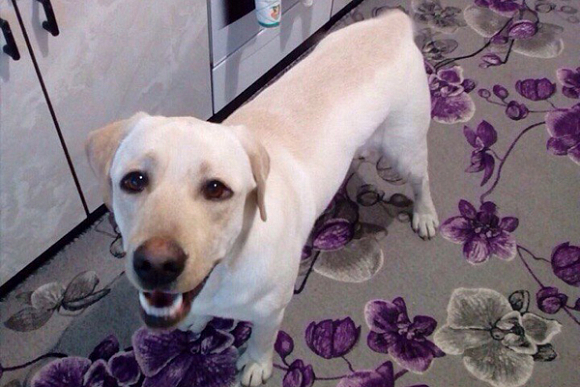 В Пензе пользователи соцсетей раскритиковали хозяев собаки-беглянки