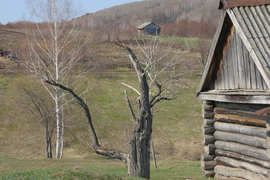 Под Вадинском сельчане залезают на деревья, чтобы позвонить по сотовому