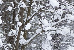 В Пензенской области 5 марта продолжатся метель и снегопад