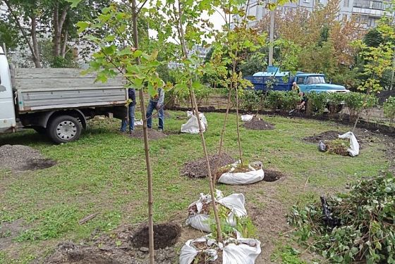 В Пензе осенью высадили более тысячи деревьев