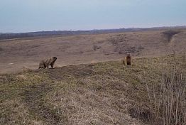 Пензенские сурки попали в объектив фотокамеры