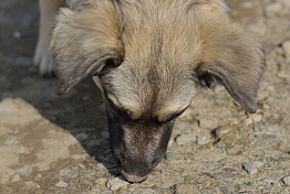 Пензенцам рассказали, куда обращаться для отлова бродячих собак