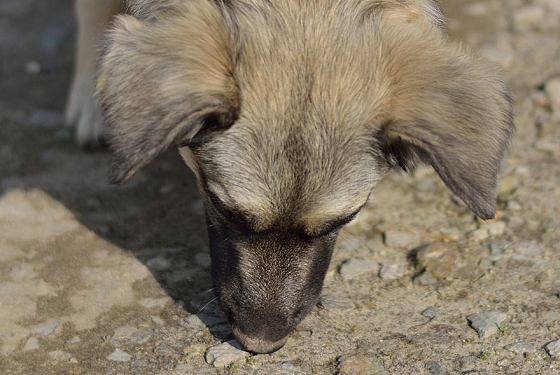 Пензенцам рассказали, куда обращаться для отлова бродячих собак