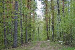 В Городищенском районе незаконно вырубили сосны