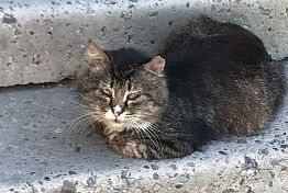 В Сердобске защитница животных с палкой напала на соседа