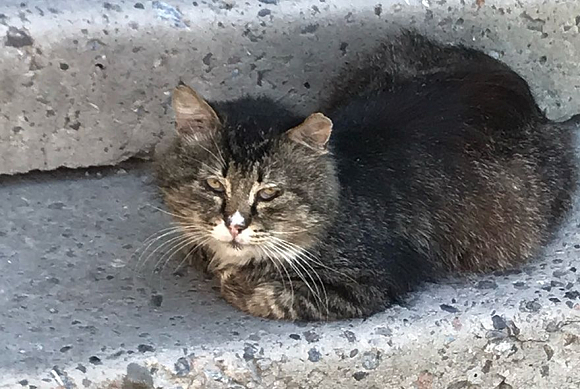 В Сердобске защитница животных с палкой напала на соседа