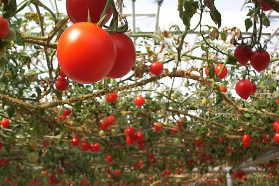 В Сердобском районе построят высокотехнологичный тепличный комплекс