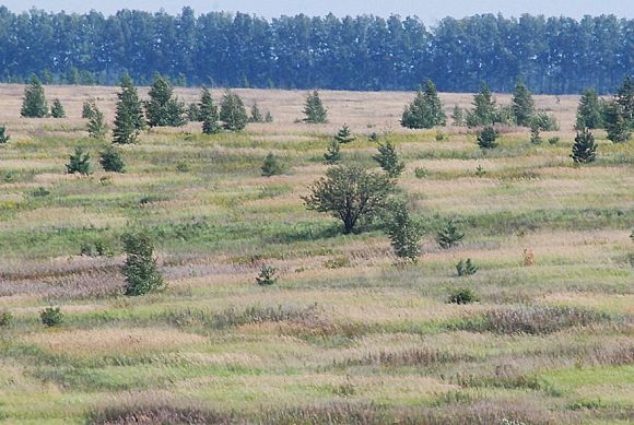 Заблудившуюся в лесу 94-летнюю пензячку нашли живой