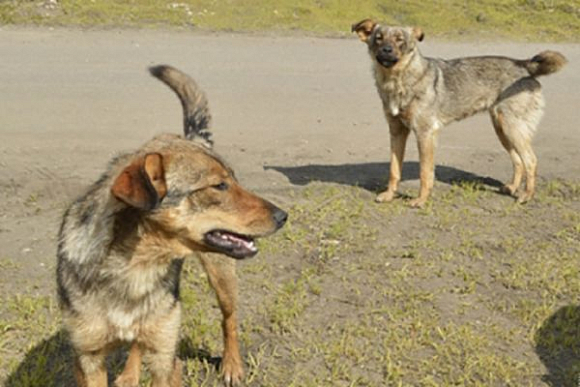 Под Башмаково две собаки растерзали более 20 гусей