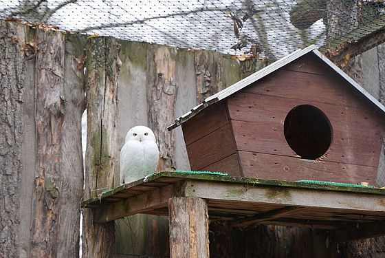 Центр управления регионом взял под опеку полярных сов в Пензенском зоопарке 
