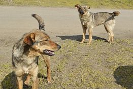 Пензячка с ребенком боится ходить по Шуисту