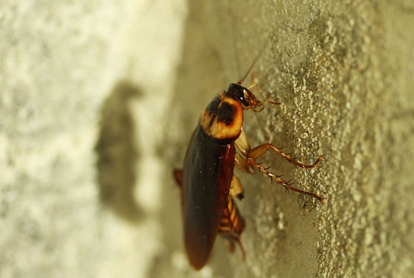 Почему тараканы появляются летом и живут на улице?