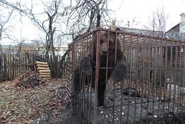 Пензенской медведице Нюре нашли дом и жениха в Минске